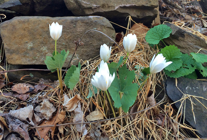 A Sign of Early Spring