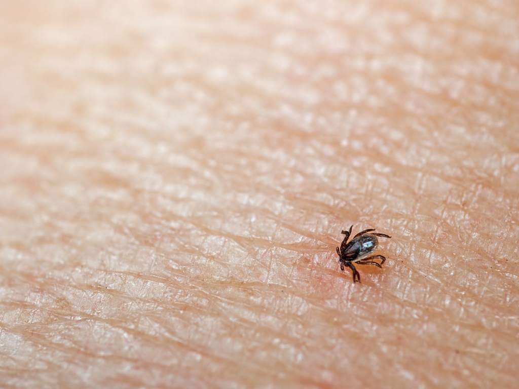 Herbal Support for Lyme Disease by Ralph Celebre