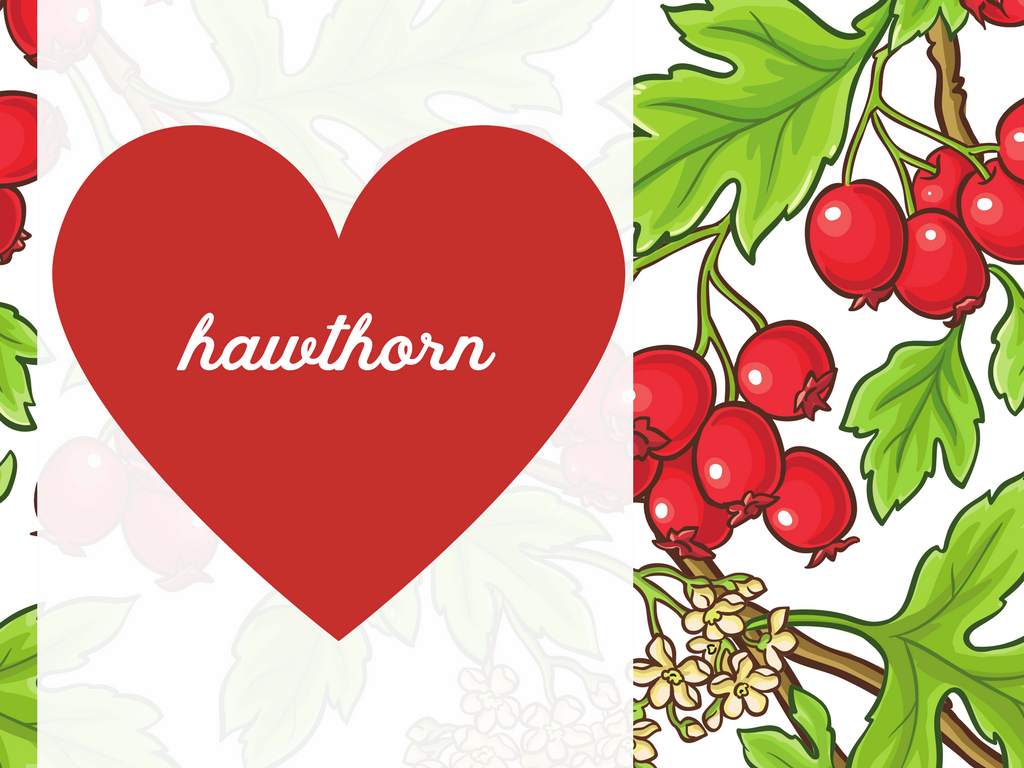 Hawthorn, a Tonic for the Heart