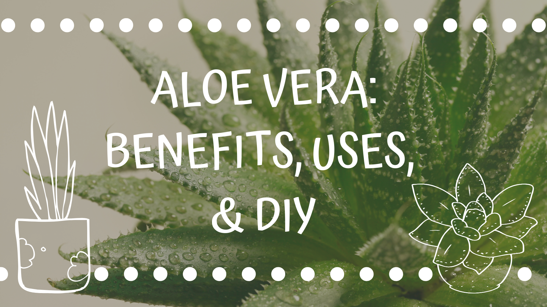 Now Available in Stores: Fresh Aloe Vera