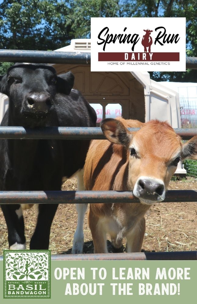 Spring Run Dairy Meets Basil Bandwagon