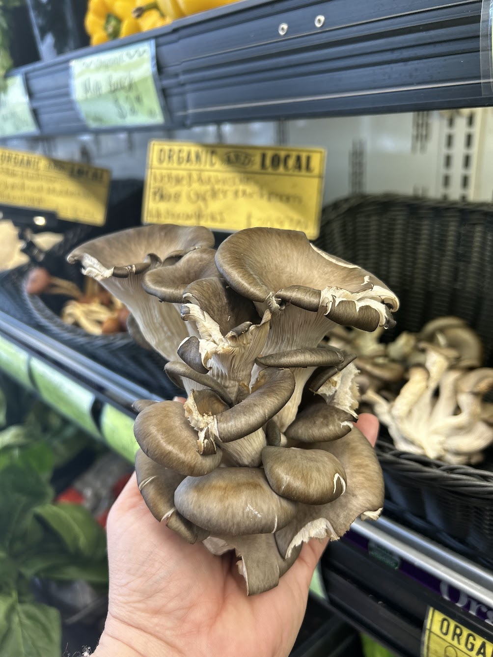 Noble Mushrooms are here!