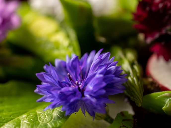 Flower power