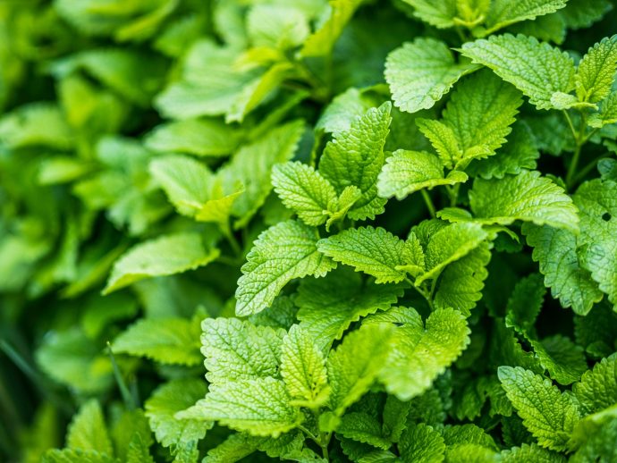 Cook with mint