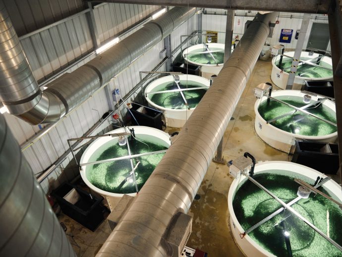 Currents in aquaculture