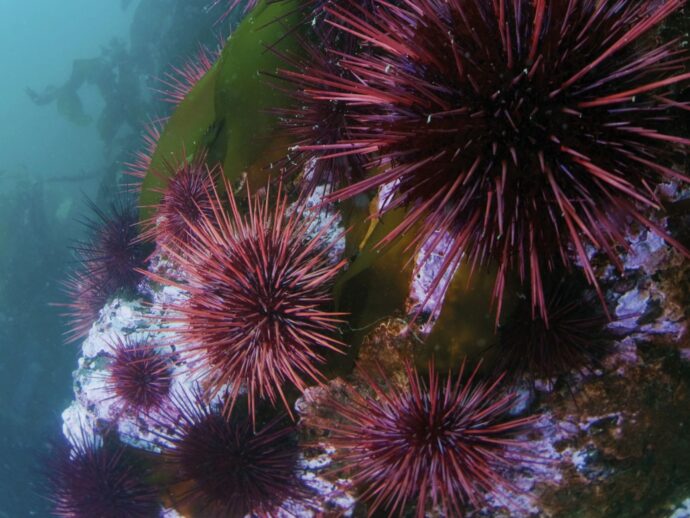 Underwater gardens